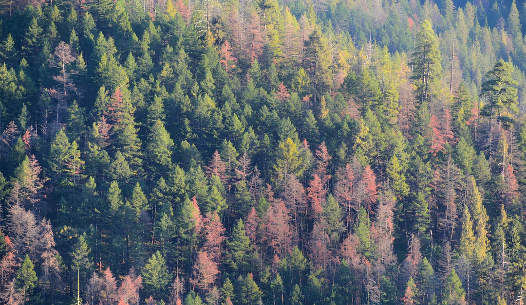 Climate Financing